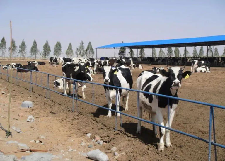 How to Carefully Rear Replacement Heifers for Long-Term Profitability?