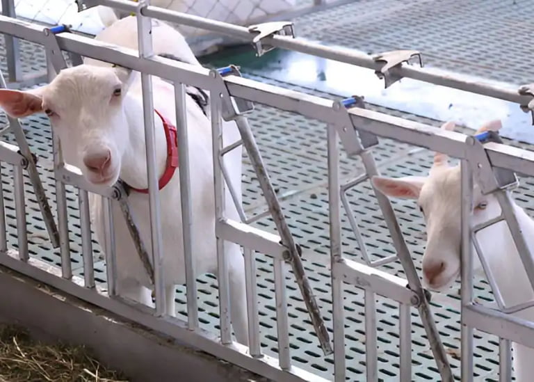 Dairy Goat vs. Cow Headlocks: Are You Making These Fatal Sizing Mistakes?