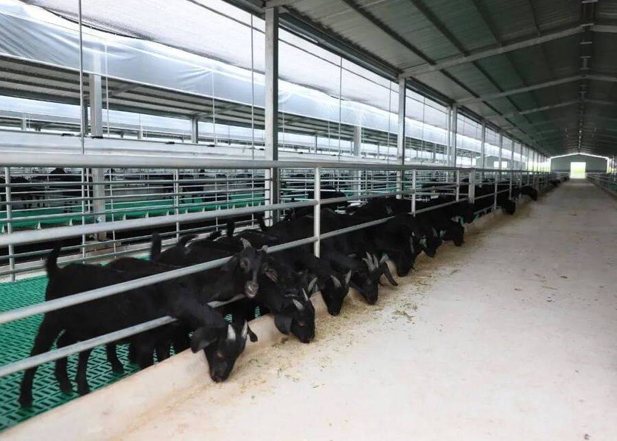 Interior of a well-designed goat barn showing slatted floors and headlocks