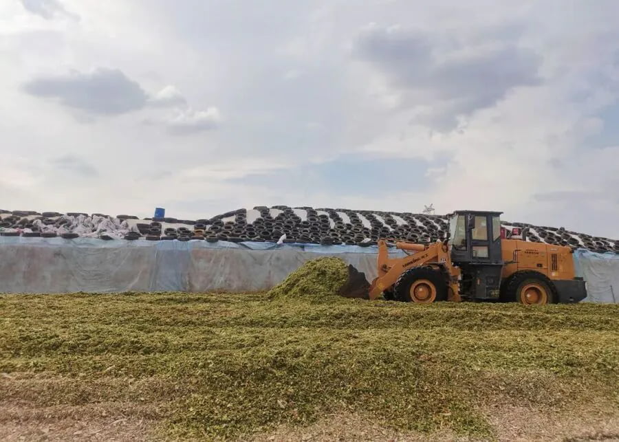 A massive industrial silage pile with two large wheel loaders compacting the feed