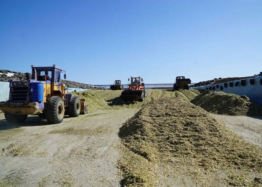 Large wheel loaders compacting silage on a massive pile