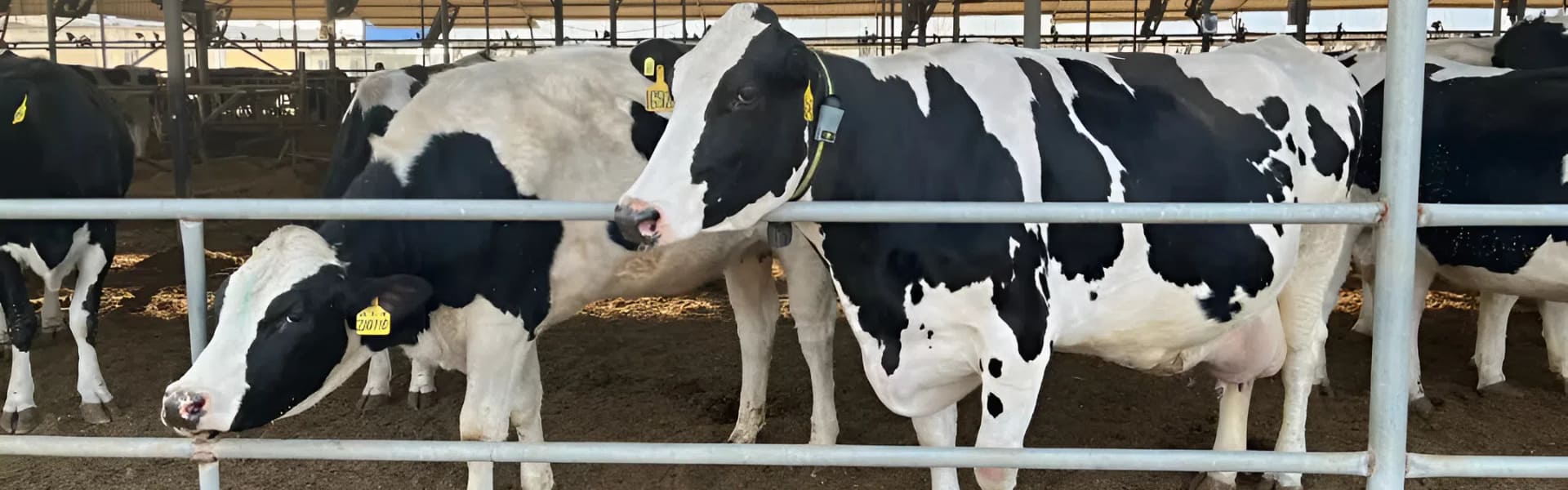 NexAgri Smart Livestock Monitoring Systems