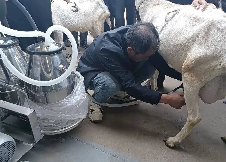 A farmer easily using a mobile milking machine on a goat in a clean barn.