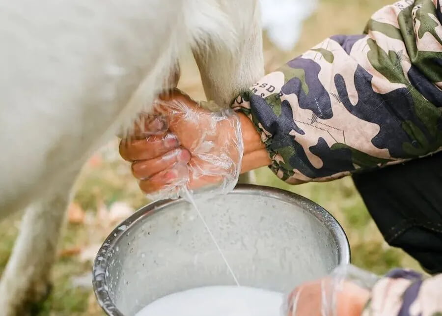 A close-up of hands properly milking a goat into a stainless steel bucket.
