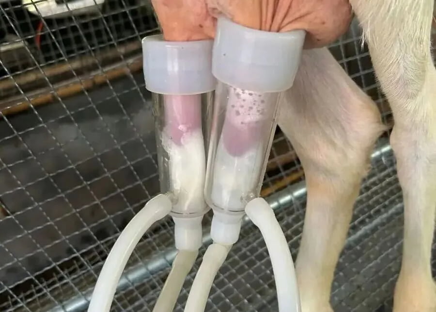 Close-up of a dedicated goat milking system's teat cups drawing milk from the udder