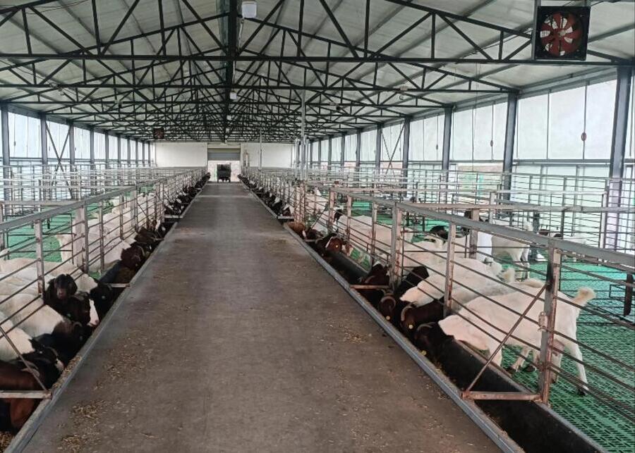 Sheep eating feed in a modern sheep shed.