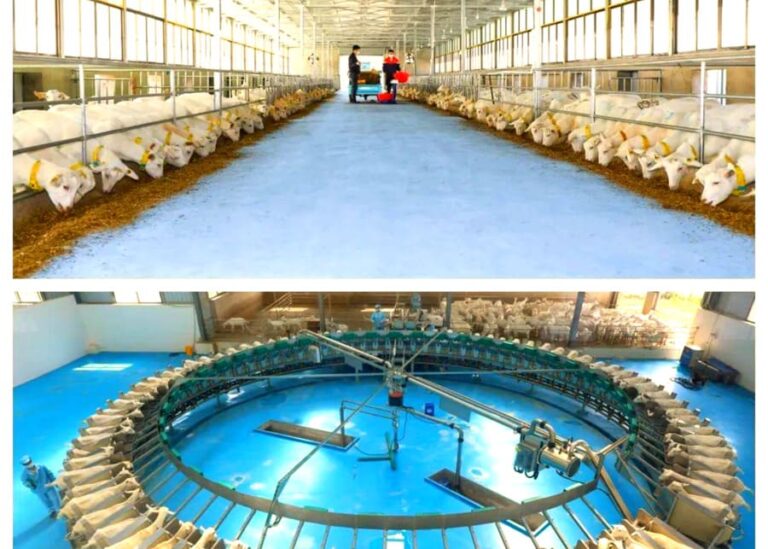 How Do You Set Up a Modern Dairy Goat Farm with the Right Machines, Parlors, and Processing Equipment?
