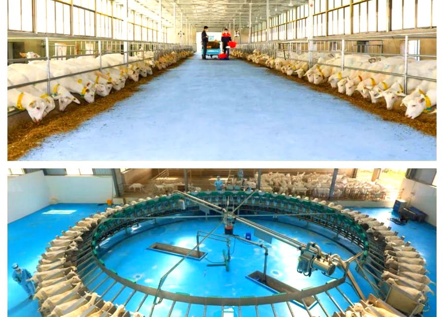 A modern and clean dairy goat farm setup with well-designed barns and equipment