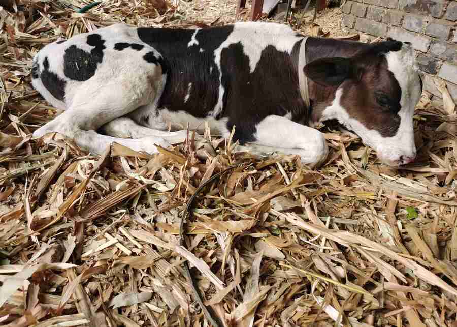 Newborn calves in a straw-lined cattle pen.