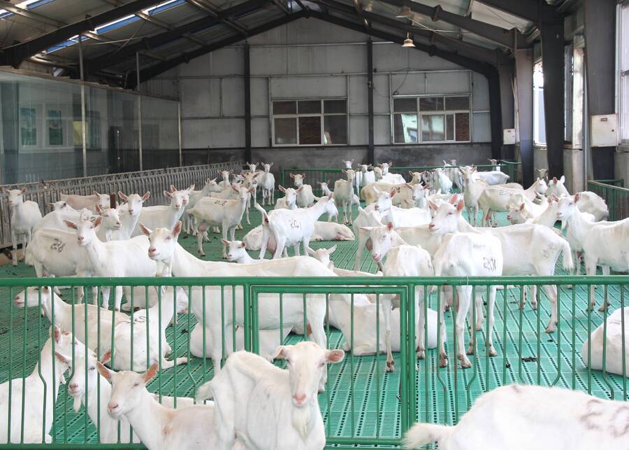 Observing the physical condition of the dairy goats.