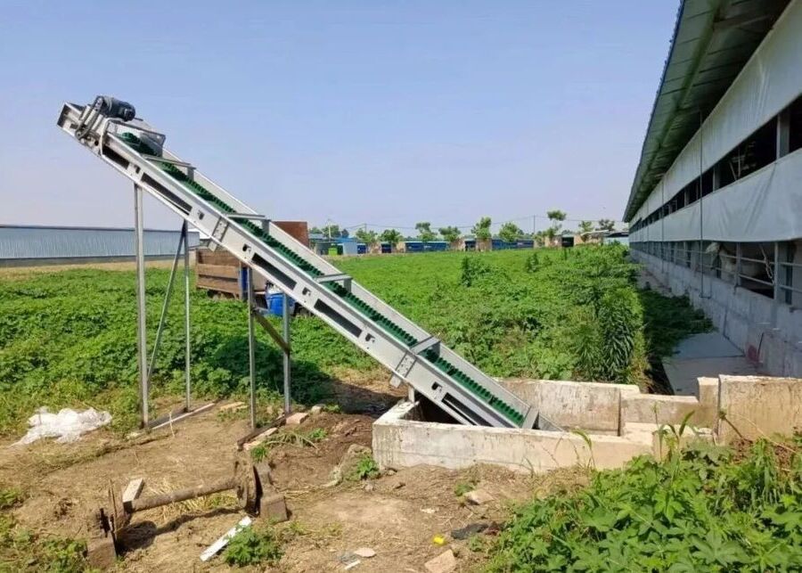 Outdoor inclined sheep manure conveyor belt system for modern farms