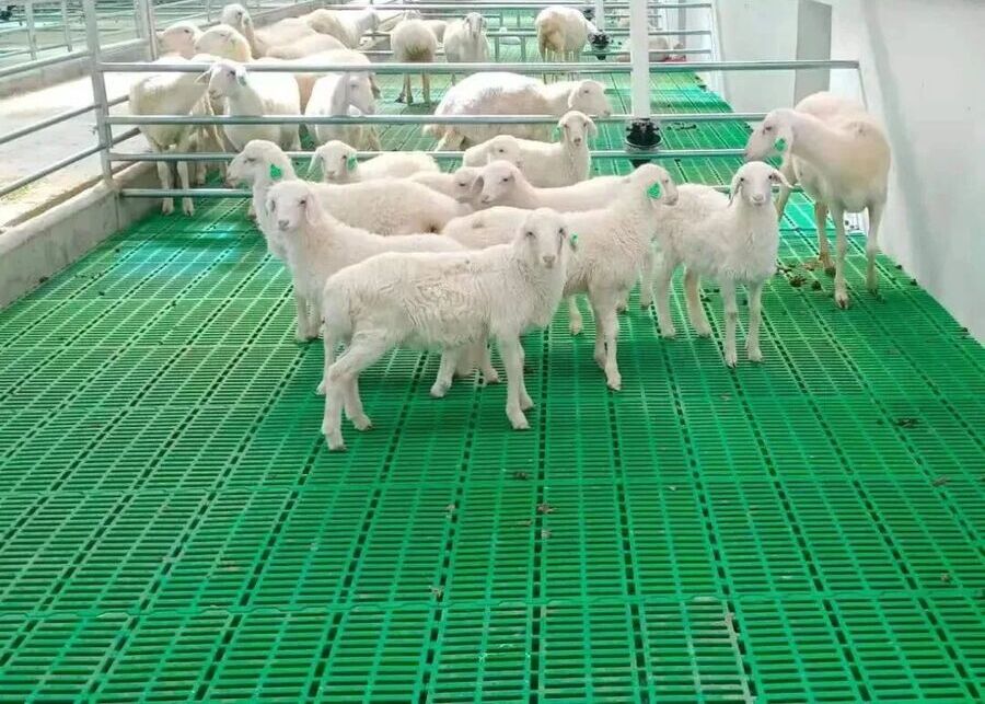 Close-up of clean plastic slatted flooring for goats