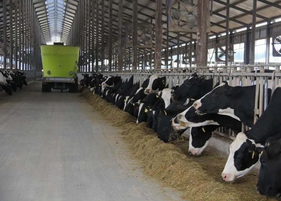 A TMR mixer wagon delivering feed to a line of cows
