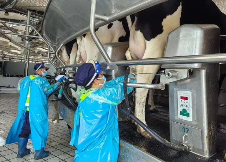 Why is Your Milk Yield Low? 5 Milking Mistakes and the Root Causes Behind Them