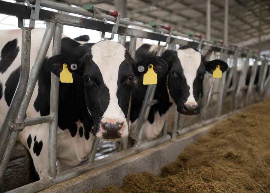 NexAgri Smart Ear Tag System NX-Sense