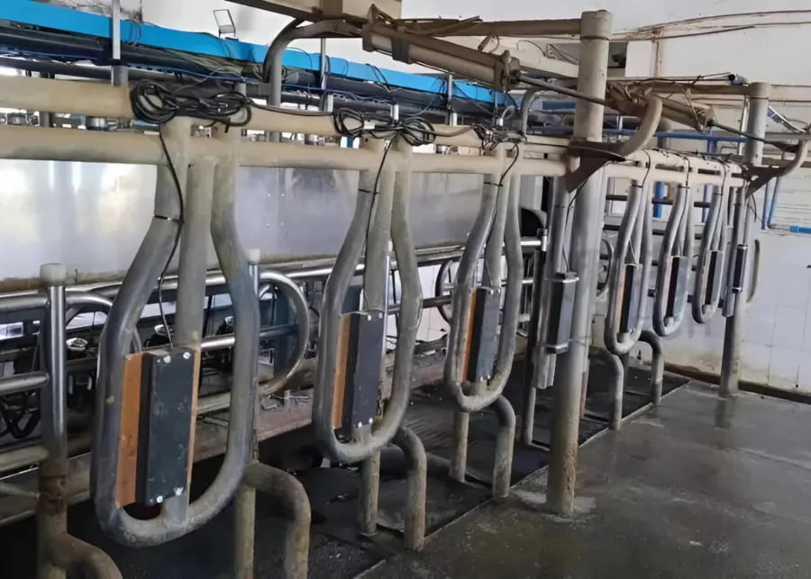 cow being identified by an RFID reader in a milking parlor