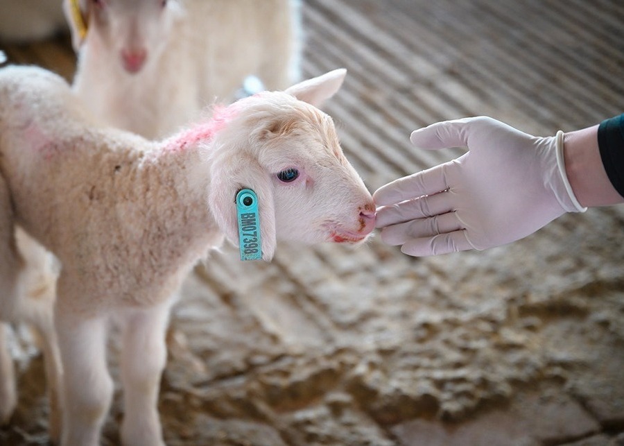 NexAgri Precision Livestock EID Identification lamb wearing electronic rfid smart ear tag for automated tracking in confinement barn