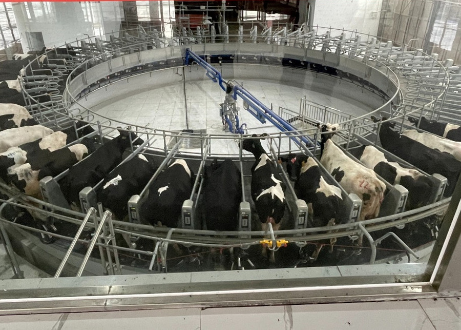 Industrial Rotary Milking Parlor A modern large-scale rotary milking parlor system with automated CIP cleaning for consistent milking