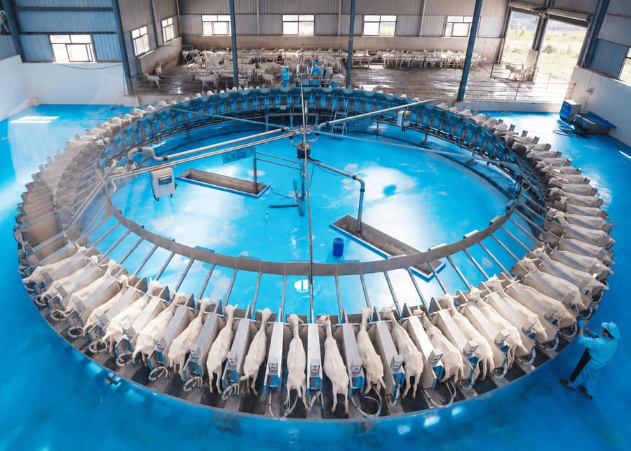 A modern, clean rotary milking parlor in operation with many goats.