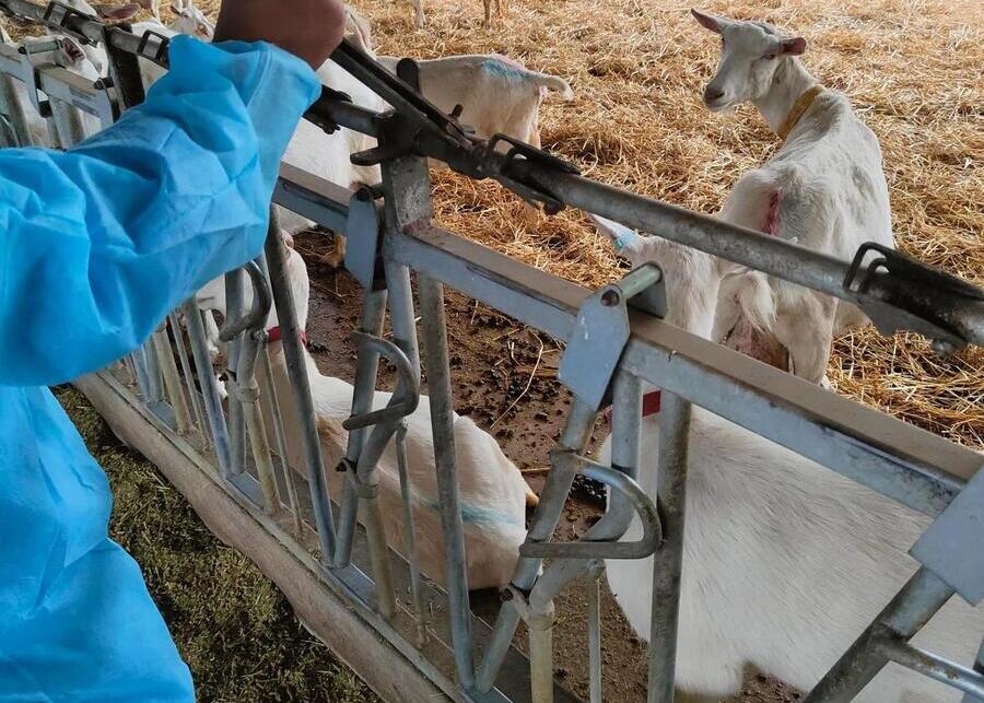 NexAgri Animal Restraint and Handling Systems operator managing sheep self locking headlocks for herd immunization in confinement barn