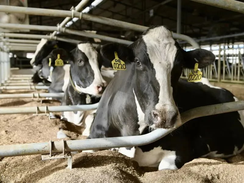 Single Side Cow Free Stall
