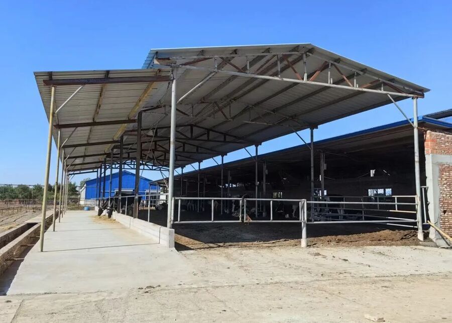 Single Row Dairy Barn Layout Single row open-sided dairy barn layout with feeding headlocks for a 30 cow farm