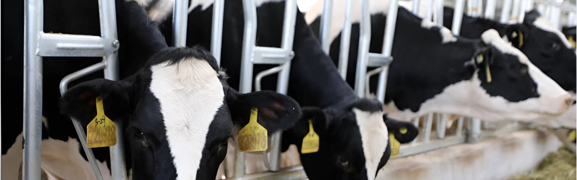 Cattle wearing NexAgri Smart Ear Tag in a modern dairy farm