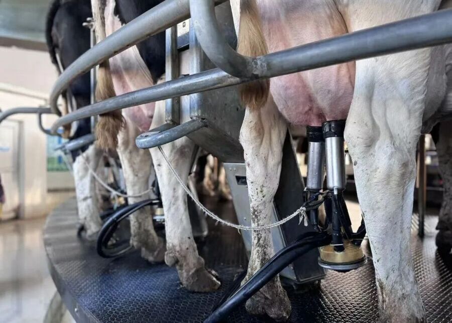 Stress-Free Milking A calm cow being milked