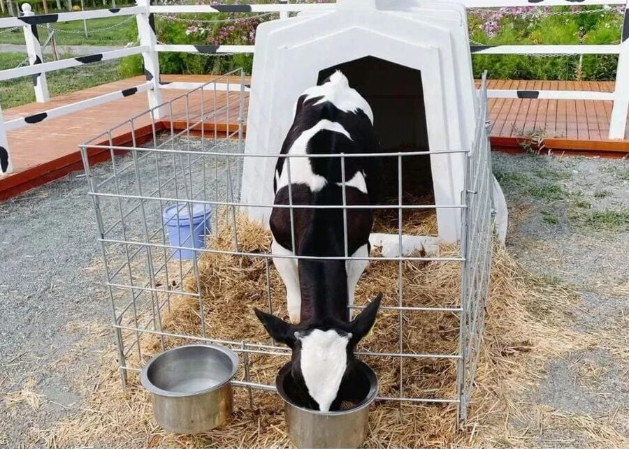 A healthy calf in a clean hutch