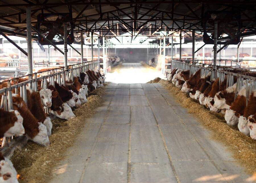 Use neck lock Cattle feeding peacefully without competition using headlocks in a scheduled feeding system