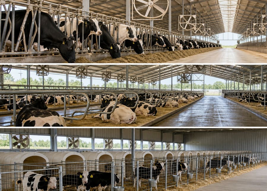 Different sections of a dairy barn, showing stalls, a milking parlor, and calf pens