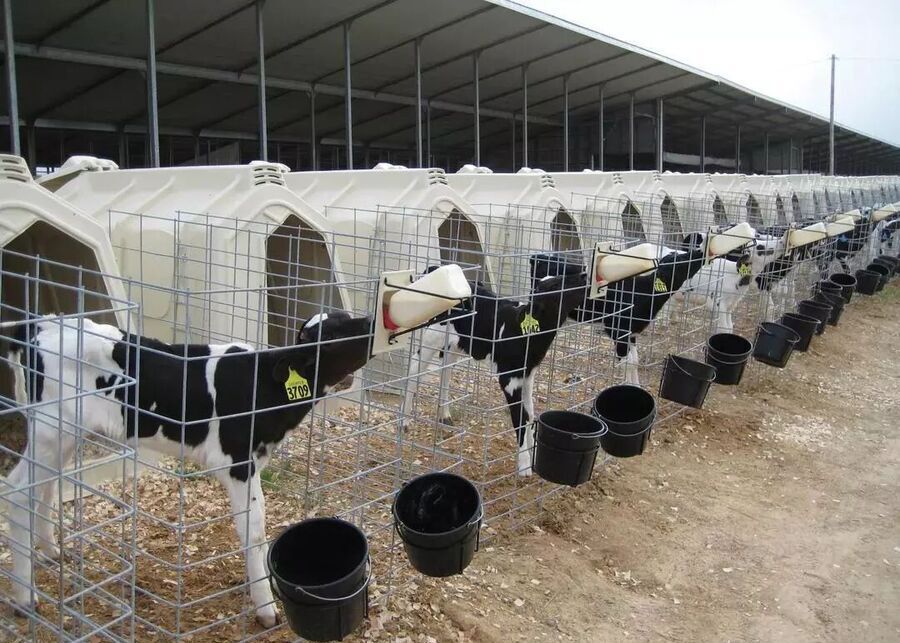 Large-scale outdoor calf hutch site selection on a dry, well-drained open field maximizing natural ventilation.