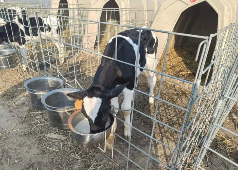 From Star Performer to Stunted Calf: Why is 4-6 Months the Danger Zone for Cattle Farms?