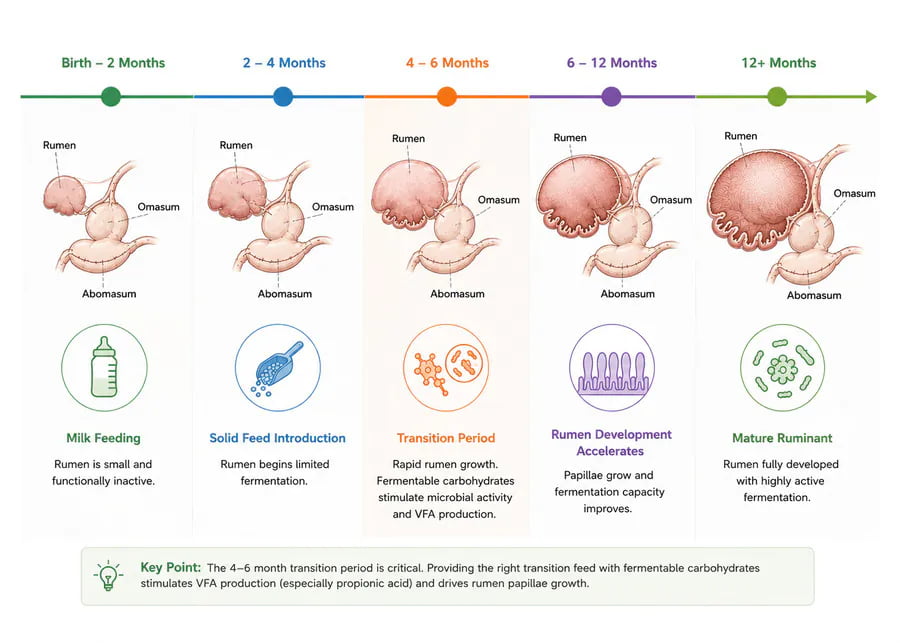 Diagram showing the development of a calf's rumen over time