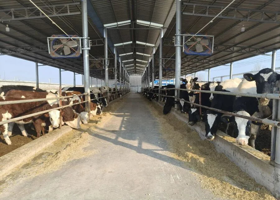 Commercial cattle farm feeding alley with barn fans and developing livestock