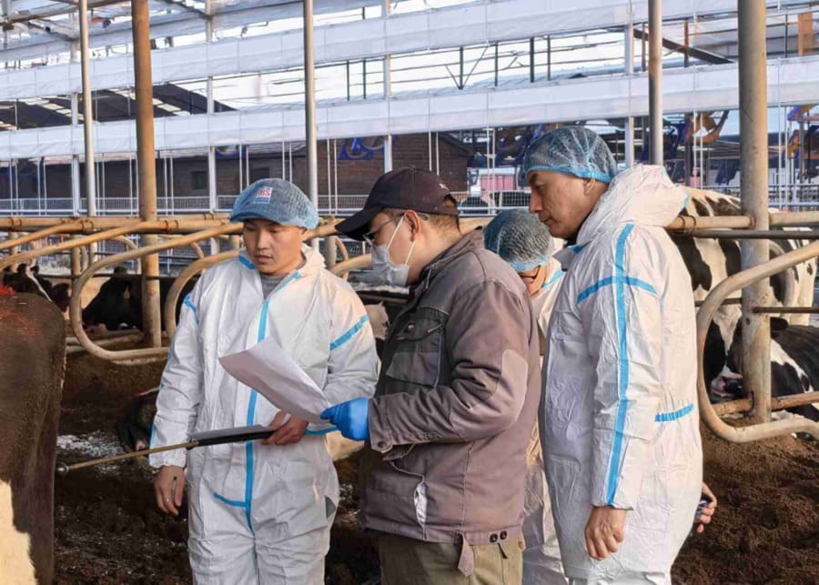 On-site Dairy Worker Training with Records A farm manager holding milk production records to train dairy workers on parlor routine efficiency