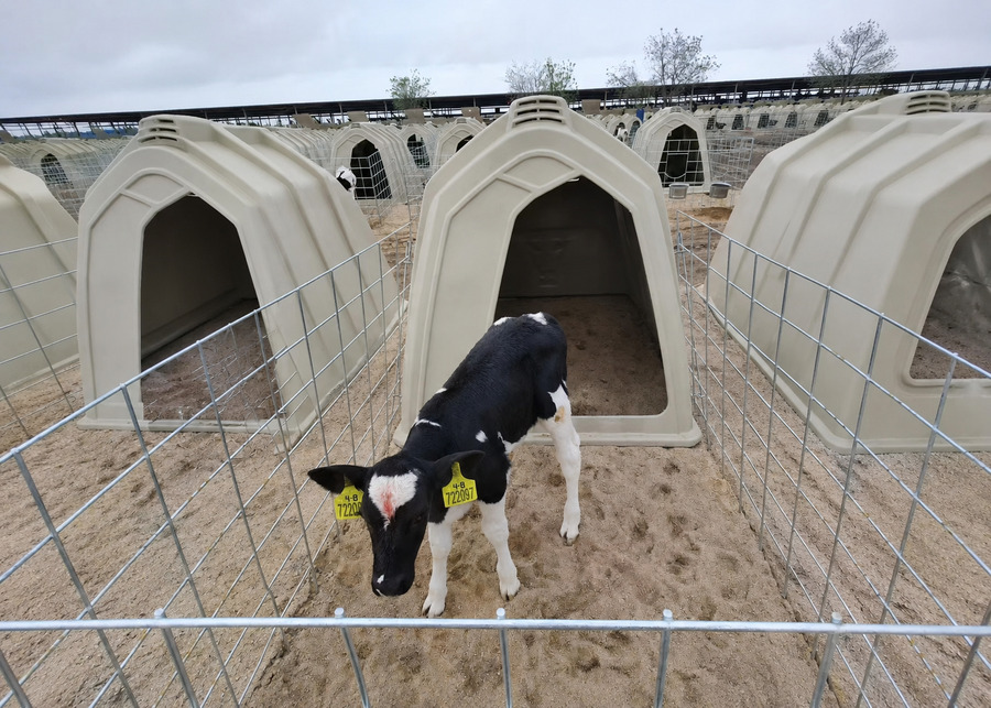 An individual polyethylene calf hutch with an independent wire fence on sand, showing clear biosecurity spacing from neighboring units to prevent nose-to-nose contact.