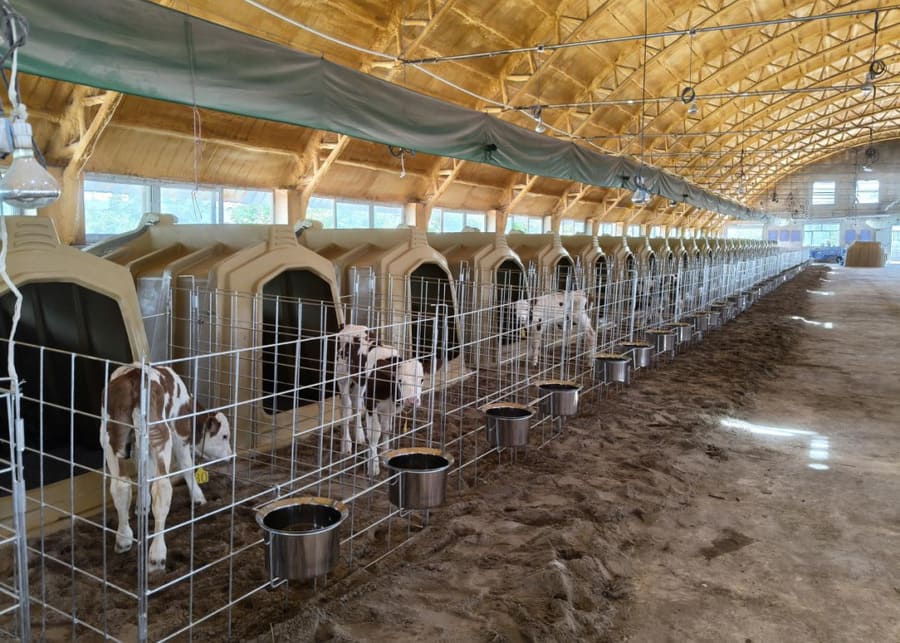 A neat row of modern polyethylene calf hutches with wire mesh front yards and stainless steel feeding buckets inside a well-ventilated dairy barn.