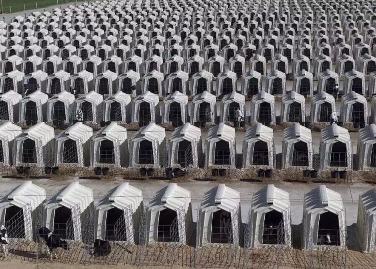 How to Set Up and Position Calf Hutches for Maximum Survival?