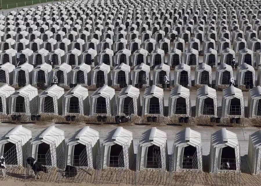Large-scale outdoor calf hutch site selection on a dry, well-drained open field maximizing natural ventilation.