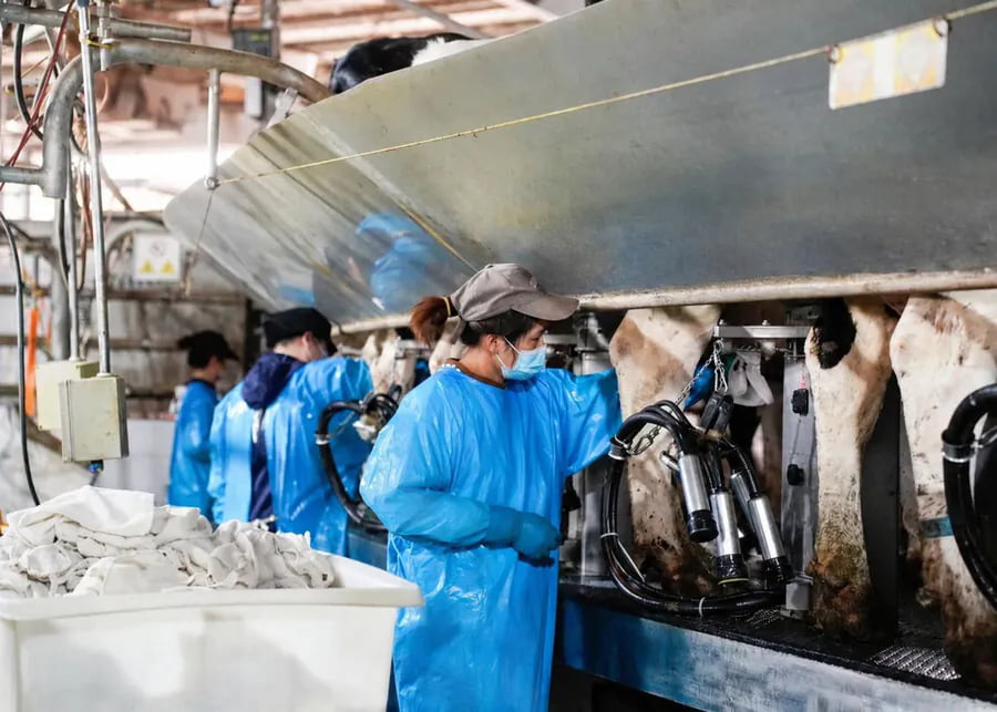 Pre-milking Teat Preparation Hygiene Dairy worker using clean single-use towels and preparing milking claw for proper pre-milking teat routine