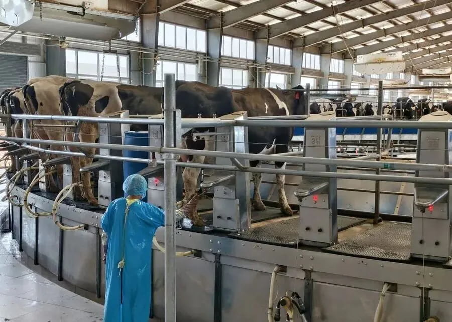 Rotary Parlor Milking Order Dairy cows lined up in an automated rotary milking parlor system following proper herd milking order