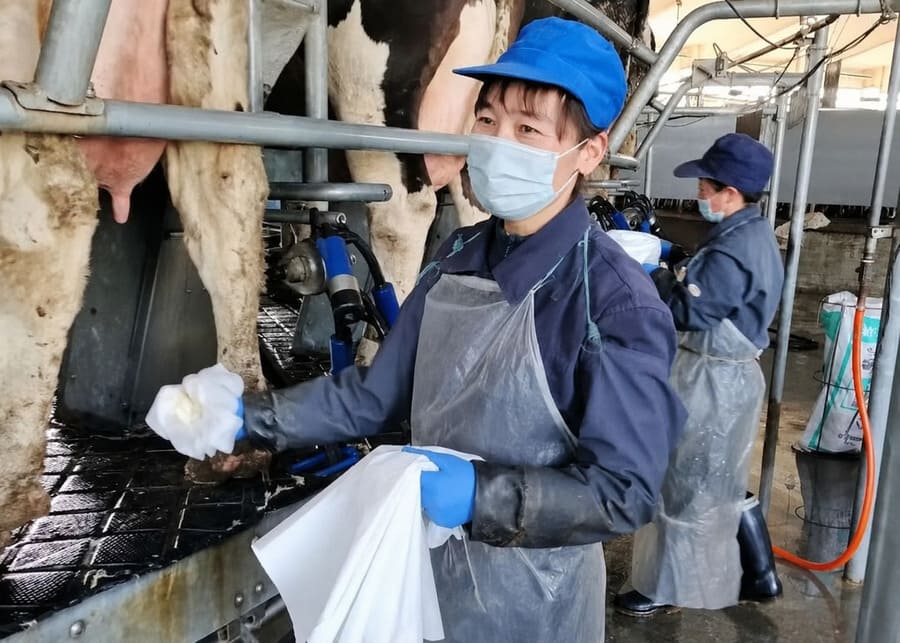 Sanitary Milking Gloves and Towels A dairy worker wearing sanitary gloves holding clean towels for cow teat preparation in a parlor