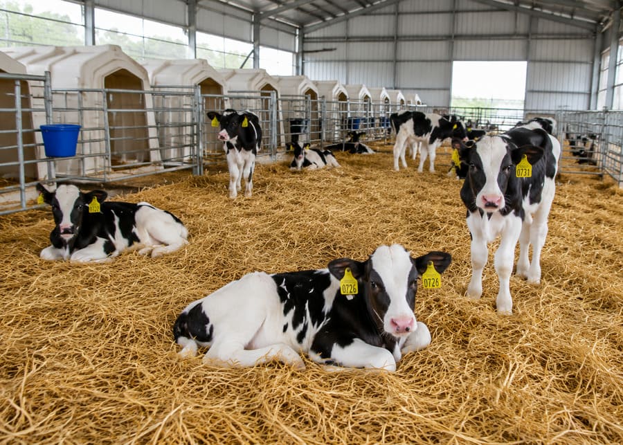 Healthy Holstein calves resting comfortably on a thick, deep bed of dry straw bedding inside a modern barn, demonstrating proper nesting score.