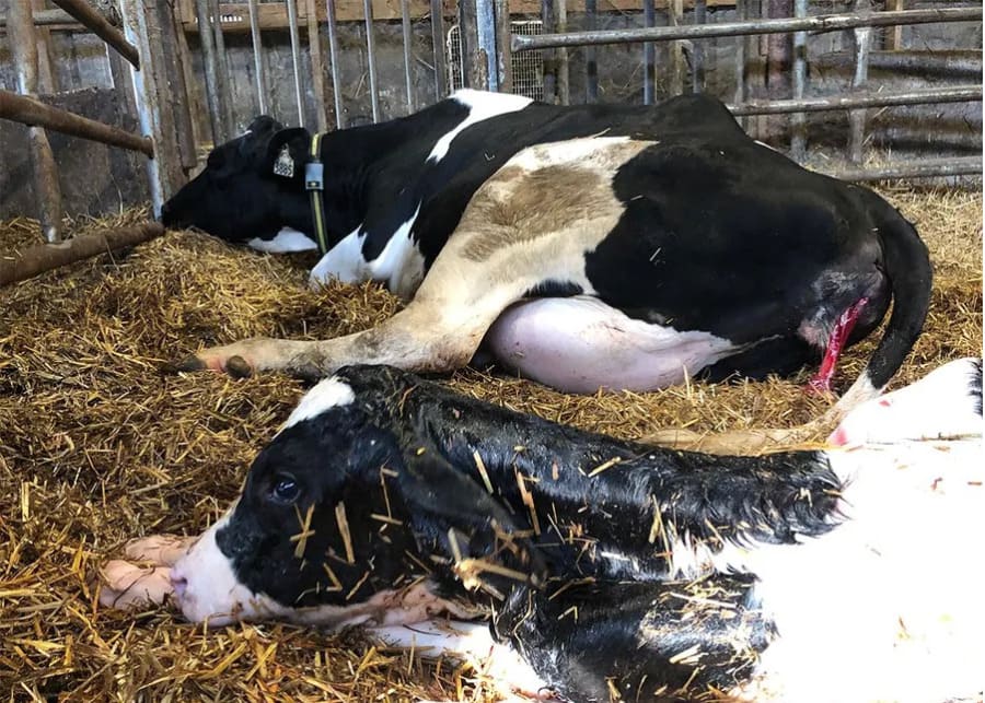 Successful calving outcome monitored by precision technology