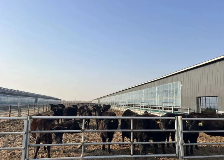 How Do You Equip a Commercial Feedlot for 200 Fattening Cattle?
