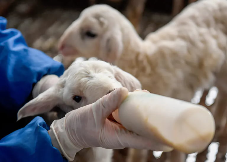 Is Artificial Rearing the Right Choice for Your Lambs?