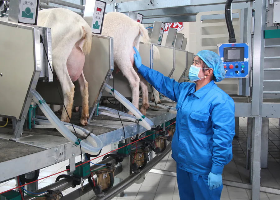 A modern commercial goat milking parlor with automated milking machine components