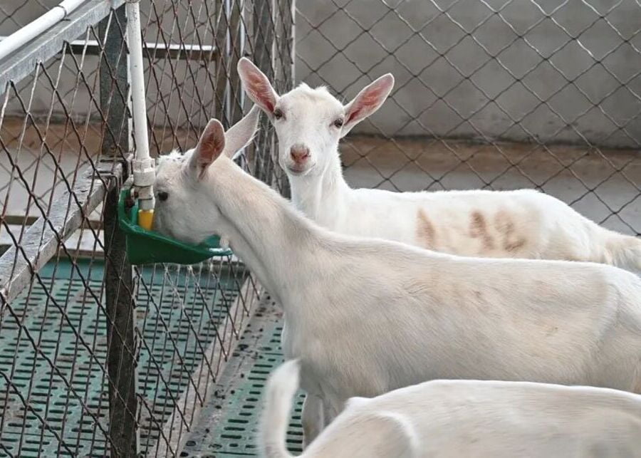 A dairy goat using an automated nipple-style drinking bowl in a modern barn