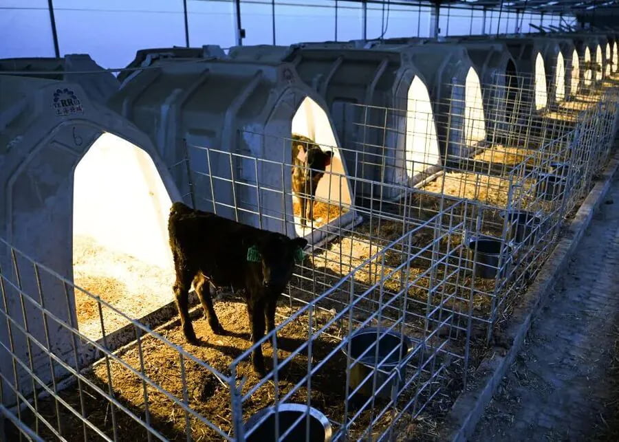 Organized calf housing for targeted observation